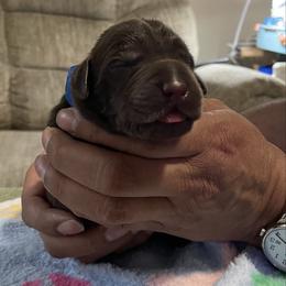 Tank - Chocolate male Labrador Retriever puppy in Port Orchard, Washington from Lea's Labrador Retrievers