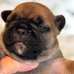 Magnus - Fawn male French Bulldog puppy in Germantown, Ohio from LaBelle Bulldogs
