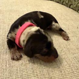 Aphrodite - Dapple female Dachshund puppy in Rogers, Arkansas from Mini Paws Over the Moon Dachshunds