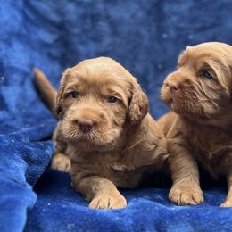 1st Pick Caramel Boy - Caramel male Australian Labradoodle puppy in Hartshorne, Oklahoma from Jena Edmond