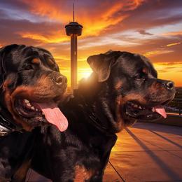 Rottweilers from CJ Guerrero