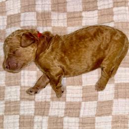 Thomas - Red  male Goldendoodle puppy in Pasadena, Texas from Toledo Creek Doodles