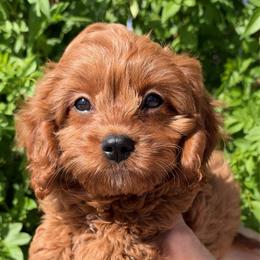 Jerry - Red male Cavapoo puppy in Tucson, Arizona from Adored Poodle & Doodles