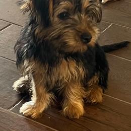Boy 1 - male Yorkshire Terrier puppy in Glendale, Arizona from Elite Yorkies AZ