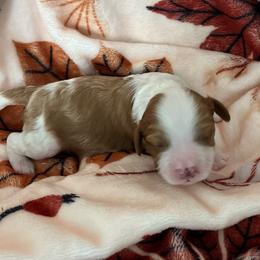 Knox - Tri-color male Cavapoo puppy in Cedar City, Utah from Pearson's Poodles
