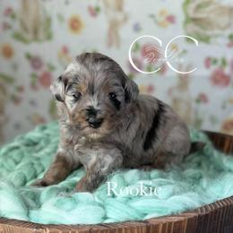 The Rookie - Merle male Bernedoodle puppy in Benton, Arkansas from Cozy Creek Doodles