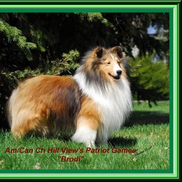 Shetland Sheepdog Puppies from Shalamar Shelties