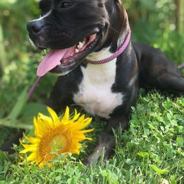 Lucy - Boxer