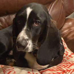 Minnie - Basset Hound