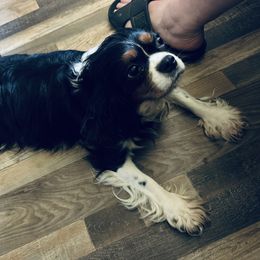 Meg - Cavalier King Charles Spaniel