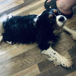 Meg - Cavalier King Charles Spaniel