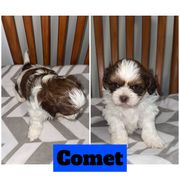 Comet - Brown and white male Shichon puppy in Mason City, Iowa from Nebula Nest