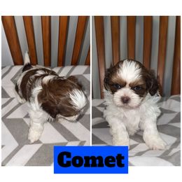 Comet - Brown and white male Shichon puppy in Mason City, Iowa from Nebula Nest