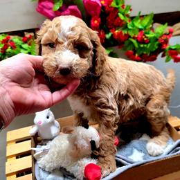 Teddy - Red  male Goldendoodle puppy in Chattanooga, Tennessee from Scenic City Doodles
