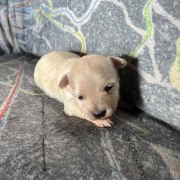 Axe - White male Coton de Tulear puppy in Rubicon, Wisconsin from Darryl's Cotons de Tulear