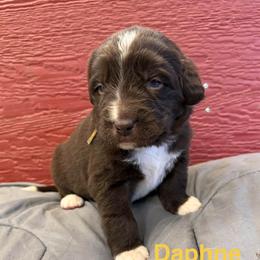 Daphne - White and brown female Newfoundland puppy in Goodhue, Minnesota from Claypits Newfoundlands