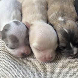 Chihuahuas from N&T's Chihuahuas