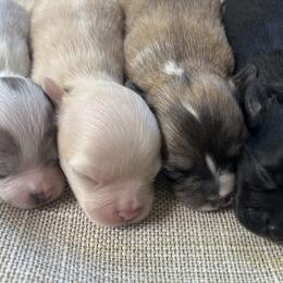 Chihuahuas from N&T's Chihuahuas