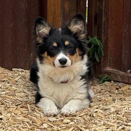 Rowena MacLeod (Fluffy) - Black and tan female Pembroke Welsh Corgi puppy in Olathe, Colorado from Rocking LJ Breeding