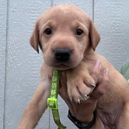 Lime Green - Yellow female Labrador Retriever puppy in Newton Grove, North Carolina from Wayalife Labradors & Gsp’s