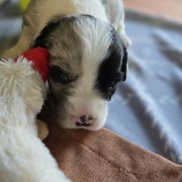 Cardigan Welsh Corgi Puppies from Savage Family Farm
