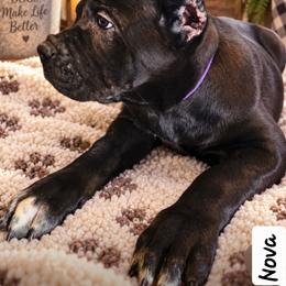 Nova - Black female Cane Corso puppy in El Paso, Texas from PaPaws Gotta Love It Kennels
