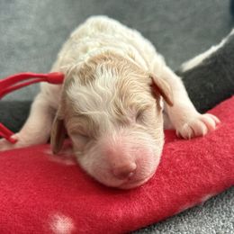 Red collar - Parti female Goldendoodle puppy in Fontana, California from Grammy's Puppy Love doodles and poodles