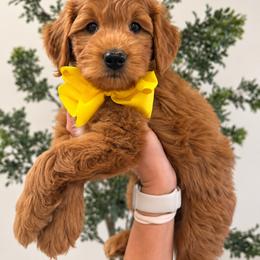 Macintosh - Red  male Goldendoodle puppy in Norcross, Georgia from Teddy Puppies