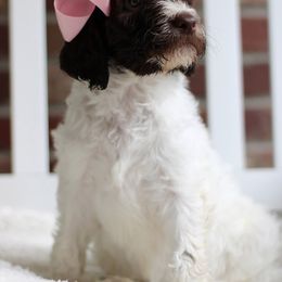 Labradoodle Puppies from Mountain Range Doodles