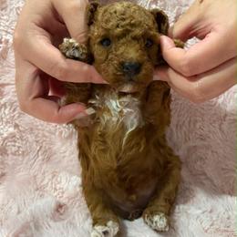 Boy 2 - Red  male Poodle puppy in Miami, Florida from Sakura Poodles
