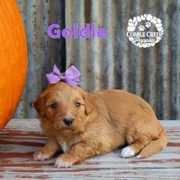 Goldie - Yellow and white female Bernedoodle puppy in Heyworth, Illinois from Cobble Creek Puppies