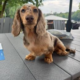 Dachshund Puppies from EntityDachs