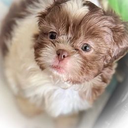 Boy 2 - Liver and white male Shih Tzu puppy in Ocala, Florida from Mimi's Shih-tzus of Ocala