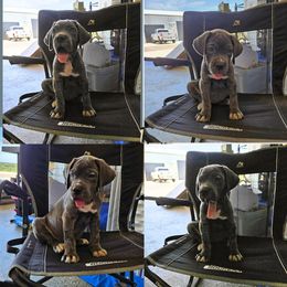 Purple-Straw carrier - Gray female Cane Corso puppy in Fritch, Texas from Carrie Brown's Cane Corsos