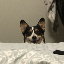 Pembroke Welsh Corgi Puppies from CB Corgis