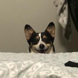 Pembroke Welsh Corgi Puppies from CB Corgis