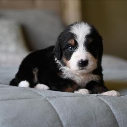 Tapatio - Tri-color male Bernedoodle puppy in Grove, Oklahoma from Grand Lake Poodles & Doodles