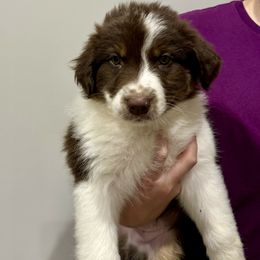 Woody - Companion Cross puppy from Mid-Ohio Australian shepherds