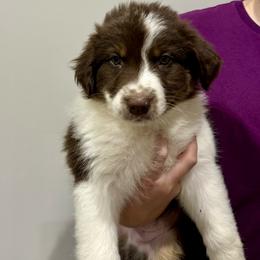 Woody - Companion Cross puppy from Mid-Ohio Australian shepherds