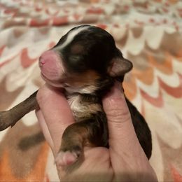 Venus - Tri-color female Yorkipoo puppy in Murphy, North Carolina from Christina’s Puppy Utopia
