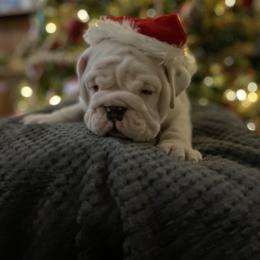 Bulldog Puppies from Semper Fi Bulldogs