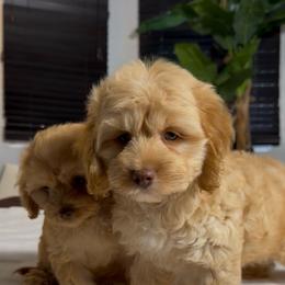 Zeke - Red and white male Cockapoo puppy in Queens, New York from The 2 Musketeers_Cockapoos