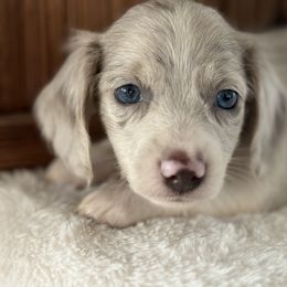 Dandy - Fawn (isabella) and cream female Dachshund puppy in Newport, Tennessee from Justice Doxies