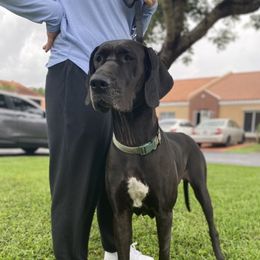 Raven - Great Dane
