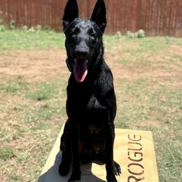 Shadow - Belgian Malinois