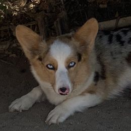 Stella Luna - American Corgi