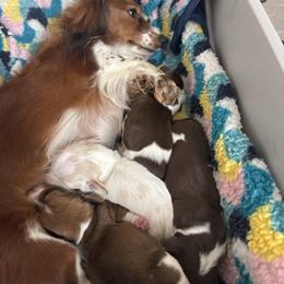 Dachshund puppies from Florida Dippin’ Dachshunds & Aussiedoodles