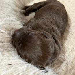 Lola - Liver female Pudelpointer puppy in Lakehills, Texas from Simply Southern Retrievers, LLC