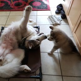 Alaskan Malamute Puppies from Delphi Alaskan Malamutes