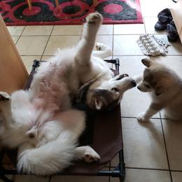 Alaskan Malamute Puppies from Delphi Alaskan Malamutes